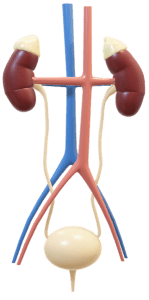 adrenal gland